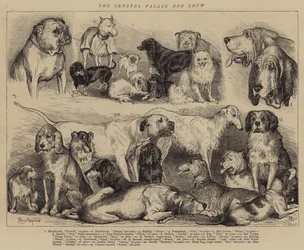 O cão de cristal mostra o palácio
